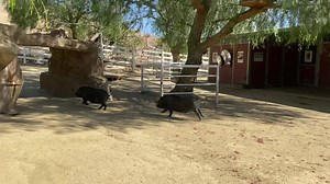 A much needed moment of joy during these scary times! All of the animals have been reacting to the fires and evacuation differently. The goats and sheep were scared, the older pigs were annoyed that we disturbed them from napping, while others (like Barry and Humble) thought it was the greatest adventure ever 💨💨💨 We are still on close fire watch and without power but will update once we know more and can bring the rest of our animals home! You can donate to our Emergency Fund here: gentlebarn