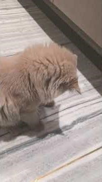 omg I want that pea under any condition #funny #cute #cat #frumpy #dilly