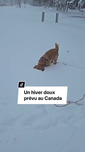 Il va (probablement) faire plus chaud que la normale cet hiver ❄, selon les experts d’Environnement Canada. #meteo #météo #hiver #temperature #température #canada #tempete #neige #tiktokinfo #infotiktok #news #nouvelles #media #média #radiocanada #quebec #québec #environnement #changementclimatique #elniño #climat