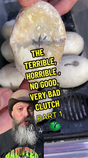 383K views · 5.9K reactions | This was the Worst Snake Cluth in our Lab! Part 1 | The Molinaro Snake Lab | Facebook