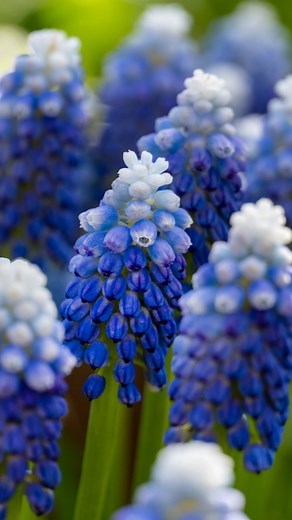 1.2K views · 53 reactions | Pro Tip: Create a Zen garden with blue flowering bulbs! Combine poppy anemone, Dutch iris, Spanish bluebells, and grape hyacinth. Visit https://bit.ly/45mH1Fq for more inspiration for an all-blue garden. | Flowerbulbs.com | Facebook