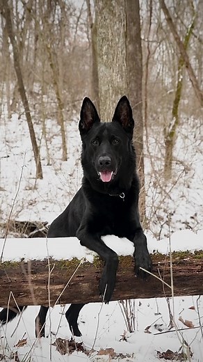 Solid Black German Shepherd Mix with Wolf - K-9 Working Dog