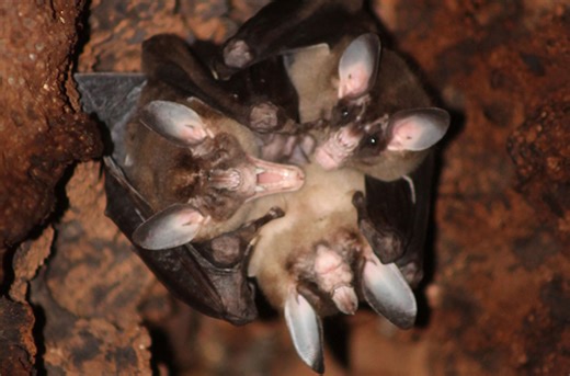 Massive tropical bat is surprisingly family oriented, rare videos show