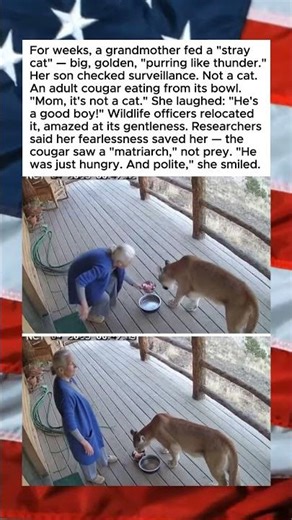 GRANDMOTHER FEEDS WILD PREDATOR "KITTY" FOR WEEKS🤯😁
