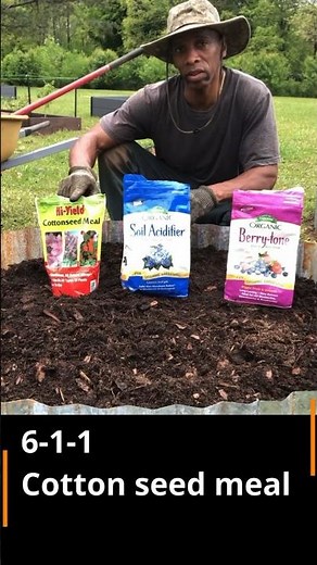 Best Blueberry bush soil prep
