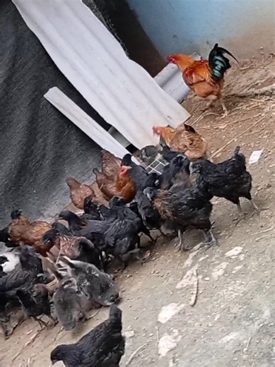 tshuaj pub qaib kheev loj #tshuajpubqaib #tshuaj #tshuajpubnpua #greenfree