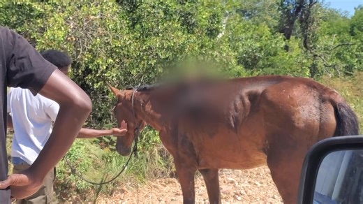 267K views · 103 reactions | 7 News Belize on Reels | Facebook