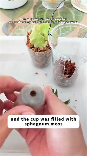 Different types of staghorn ferns#Sphagnum #orchid #horticulture#flowers#landscape#Clivia