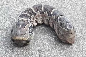 Worm regenerates into rare two-headed creature in space