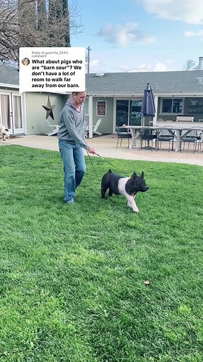 Replying to @guerrita_254 trainging showpigs that are barn sour. #showpigs #livestockshow