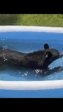 Watch: Family Finds Bear Chilling In Their Kiddie Pool, Playing With Toys
