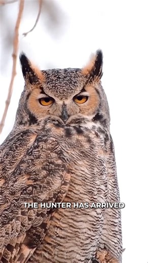 Great Horned Owl: The Night’s Deadliest Hunter