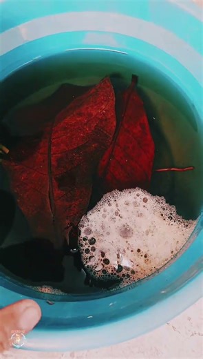 Betta Fish Breeding Setup – Part 3 | Complete Beginner Guide 🐠