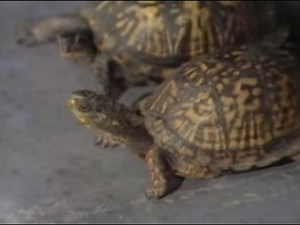 Sesame Street - Animal Antics - Turtles and closing credits w/Gordon and Bob (1969)