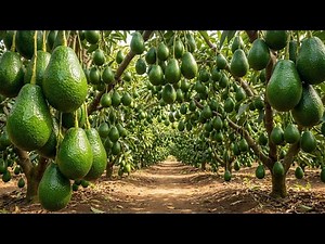 HOW GIANT AVOCADOS ARE GROWN : Inside a Massive Avocado Orchard