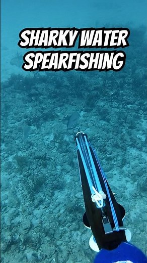 RARE White Snapper Speared