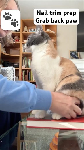 Nail Trim Prep: Sunday Lets Me Hold Her Back Paw 🐾