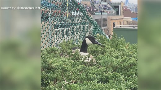 Geese make nest next to Wrigley Field bleachers during Cubs games