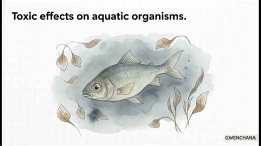 Dispersion of an Pollutant in an Aquatic Ecosystem