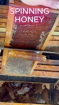 Extracting Honey — Start to Finish