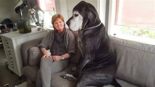 Meet the world's most dramatic dog