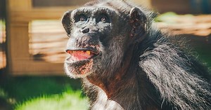 2025 brought us closer to a world without animal testing and research