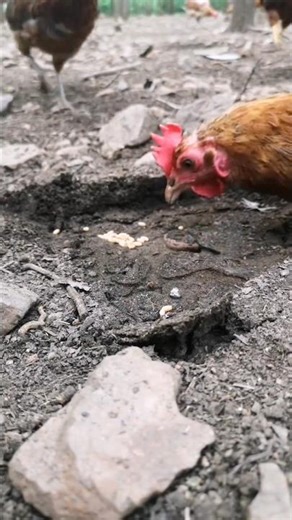 Lifts a Rock and Unleashes a Chicken Feast 👀