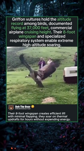 The 8-Foot Wingspan That Enables Extreme Altitude Flight