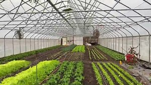 Transplanting cilantro this evening. | Clay Bottom Farm