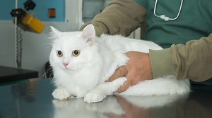 Felines Asthma, Stimmbandlähmung und ein heiserer Hund
