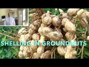 Shelling percentage in groundnuts