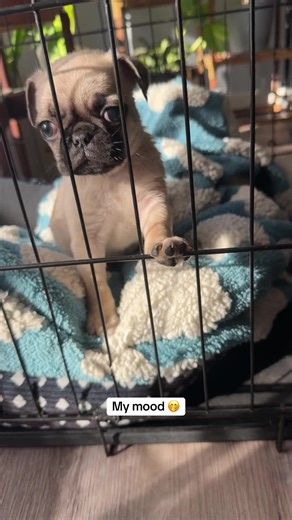 Feliz viernes mi gente 😅😍 #parati #pugsoftiktok #pug #kansascity