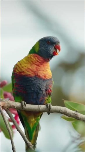 TheLoriini Or Lories And Lorikeets Is A Tribe Of Small To MediumSized Arboreal Parrots Characterized