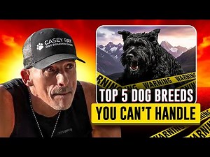 Top 5 Dog Breeds That Will Break You Before They Obey