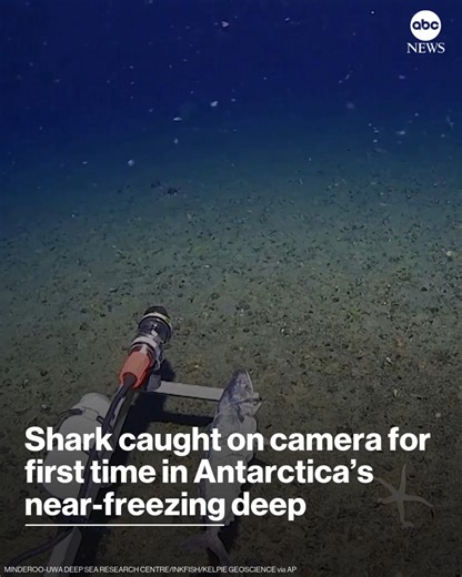A marine researcher says he has video evidence of the first recorded shark in the Antarctic Ocean. The sleeper shark was captured at a depth of over 1,600 feet in near-freezing waters. Read more: https://abcnews.visitlink.me/gMP96G | ABC News