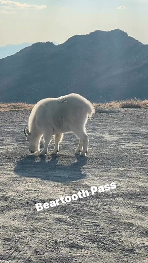 Salty Delight! Beartooth Pass. No A-I generation! All content is original and is filmed by me! #beartoothpass #mountaingoats | Chasingtheshiftinglight