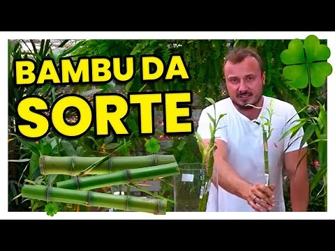 BAMBU DA SORTE | Aprenda como cultivar e adubar