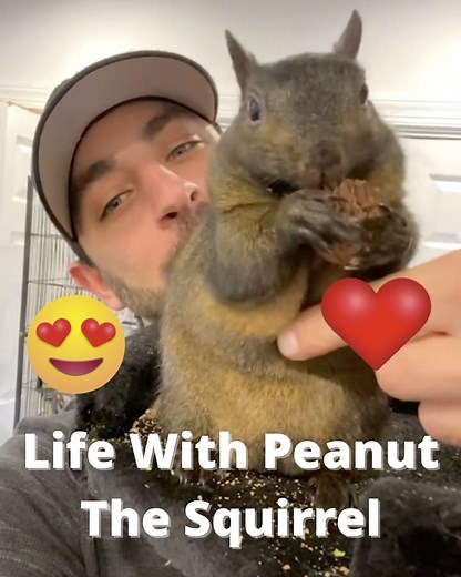 Ever wondered what life is like with a squirrel jumping around the house? Now you know! Thanks to @peanut_the_squirrel12 (TikTok: www.tiktok.com/@peanut_the_squirrel12) | Tasty