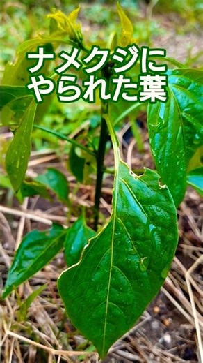 ピーマン観察動画