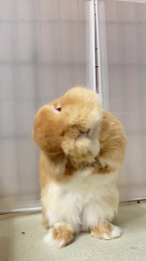 Adorable Bunny Washing Its Face
