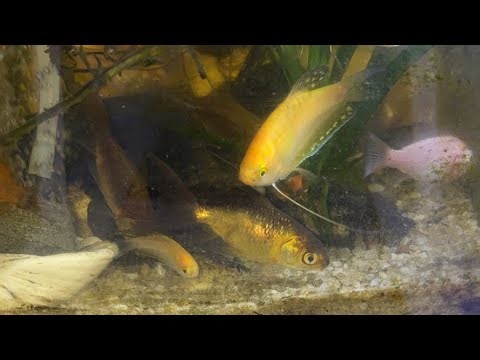 Farm Synergy TV Relaxing Silent Fish Tank 🐠 Beautiful Gouramis & Guppies Swimming Live