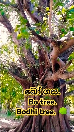 bo #tree #bodhi tree #බෝ ගස @damian95222