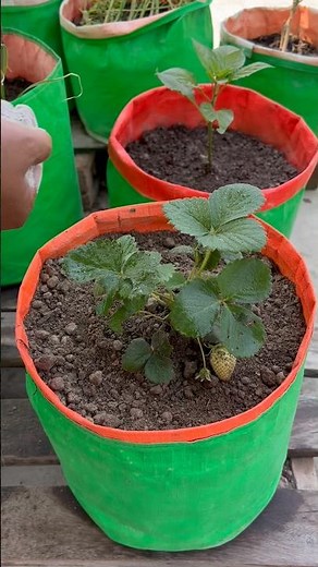 Growing strawberries in garden bags by using vermicomposting soil #garden #strawberry #gardening