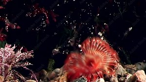 Bright red chone infundibuliformis macro underwater on seabed of White Sea. Unique video close up. Marine life of polychaete worm on black background of pure and transparent water. Relax.