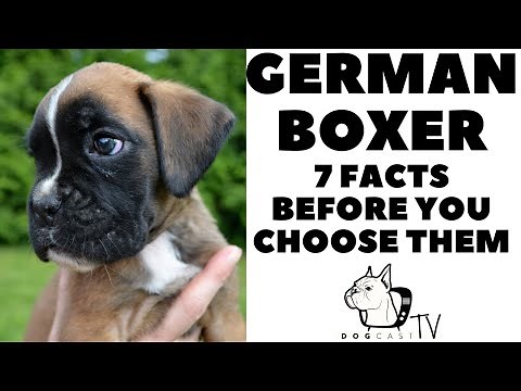 Before you buy a dog - GERMAN BOXER - 7 facts to consider! DogCastTV!