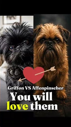 These two tiny breeds have completely different souls #dogs #petworld