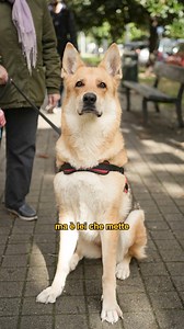 Raksha è un incrocio tra un pastore tedesco e un lupo cecoslovacco, un vero spirito libero e dominante. Fino ai tre anni ha distrutto tutto quello che trovava, ma con il tempo si è calmata ed è diventata più matura. È un lupo nell’anima, e il capobranco era mio marito; per due anni non sono riuscita a dormire nel mio letto perché quello era il loro spazio. Ho dovuto insistere a lungo, finché alla fine, ce l’ho fatta, e ora Raksha ha occhi solo per me.Ha un forte istinto protettivo nei nostri con