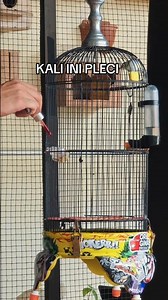 LOOK HERE, WE'RE TRYING TO FIGHT THE PLECI BIRDS #kicaumania