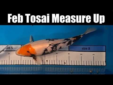 February Koi Measurement - Dumpy Showa & Karashiigoi Results