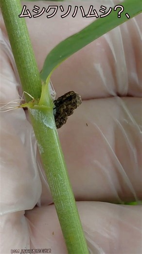ムシクソハムシ？、[ある風景] #ショート #昆虫 #茸の里 #そこにある自然 #insects #ダボさんtv #未来遺産 #自然 #観察 #日記 #ハムシ#擬態#ムシクソハムシ